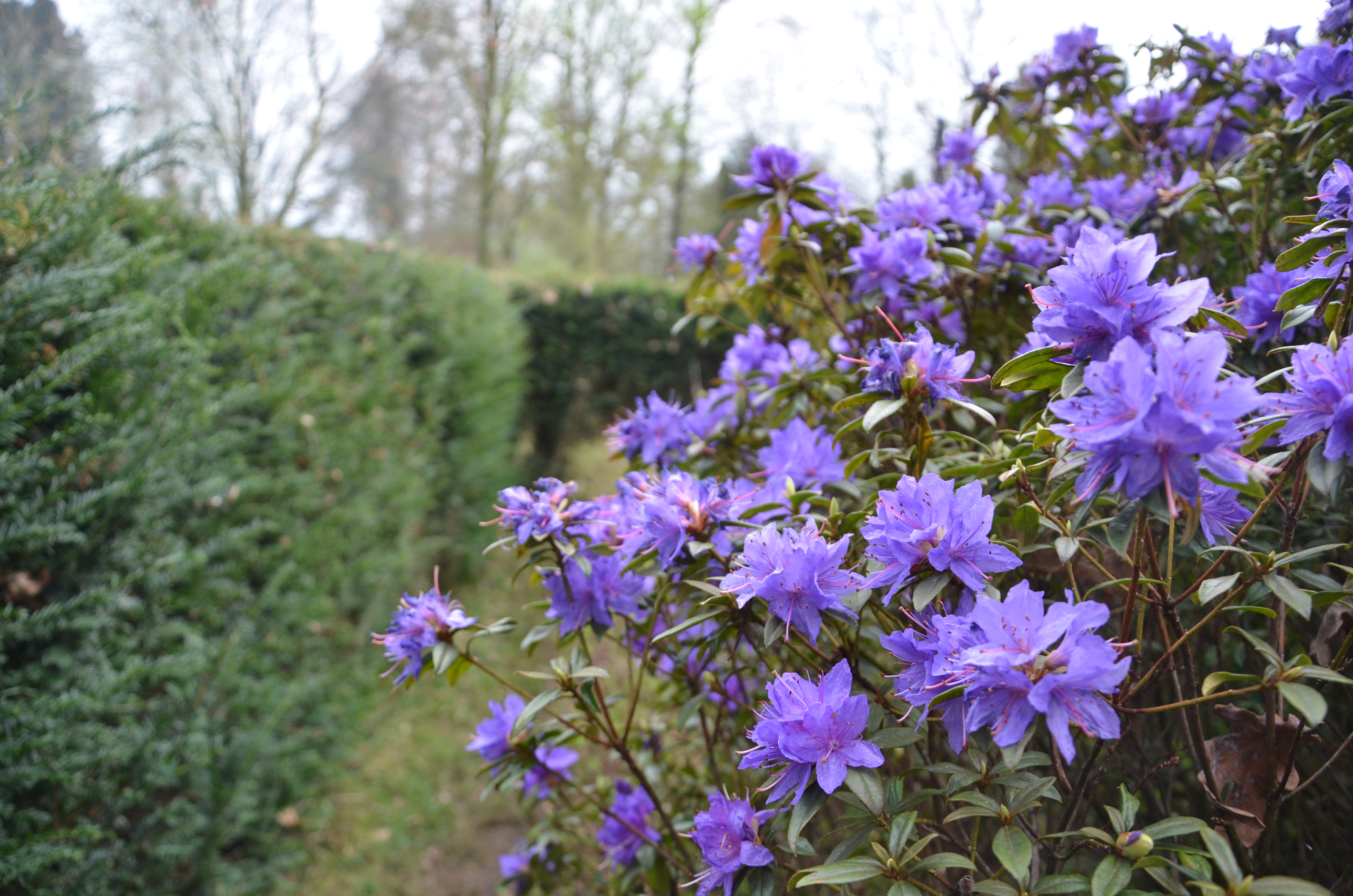 Tuin