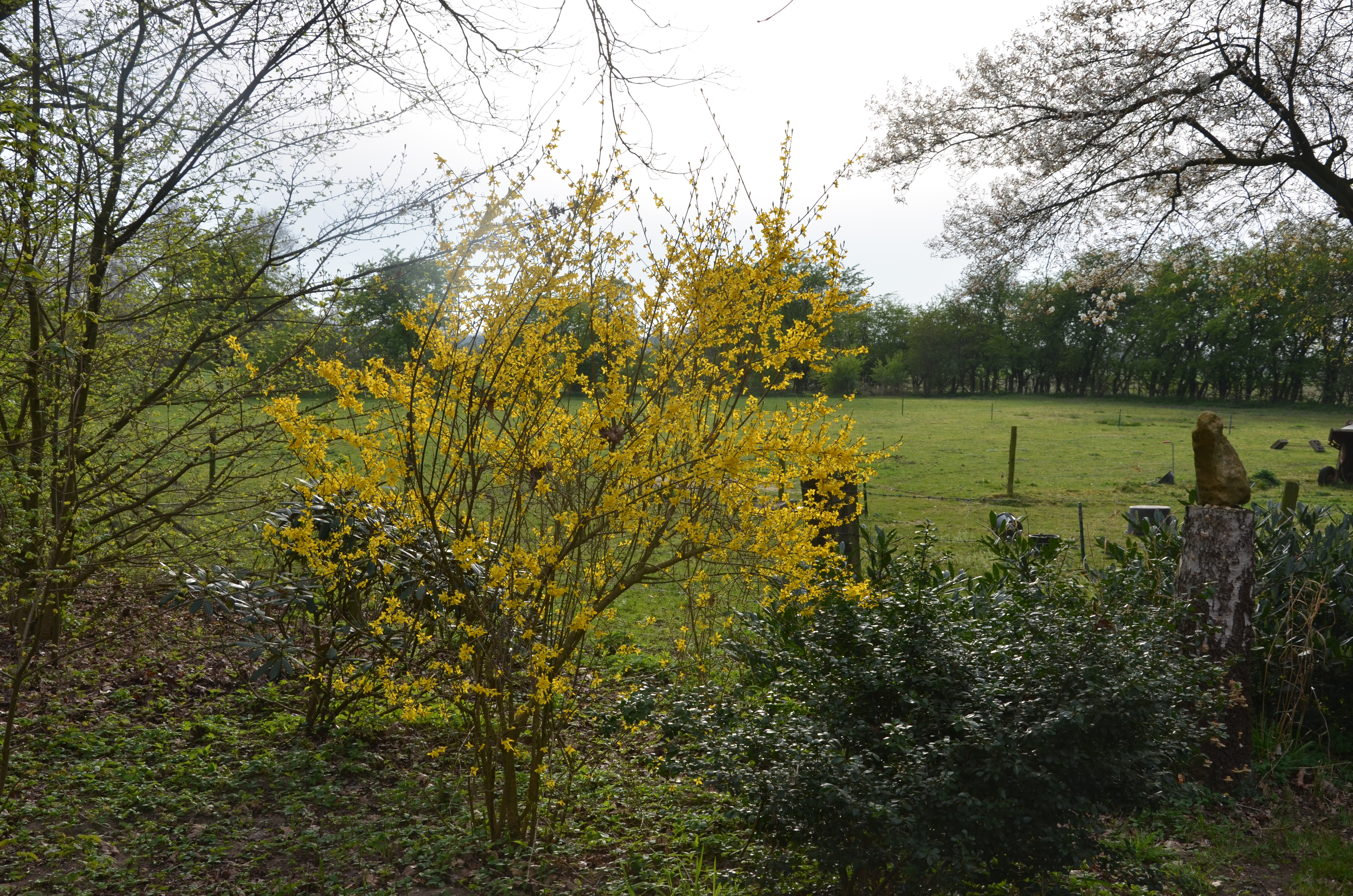 Tuin in de lente