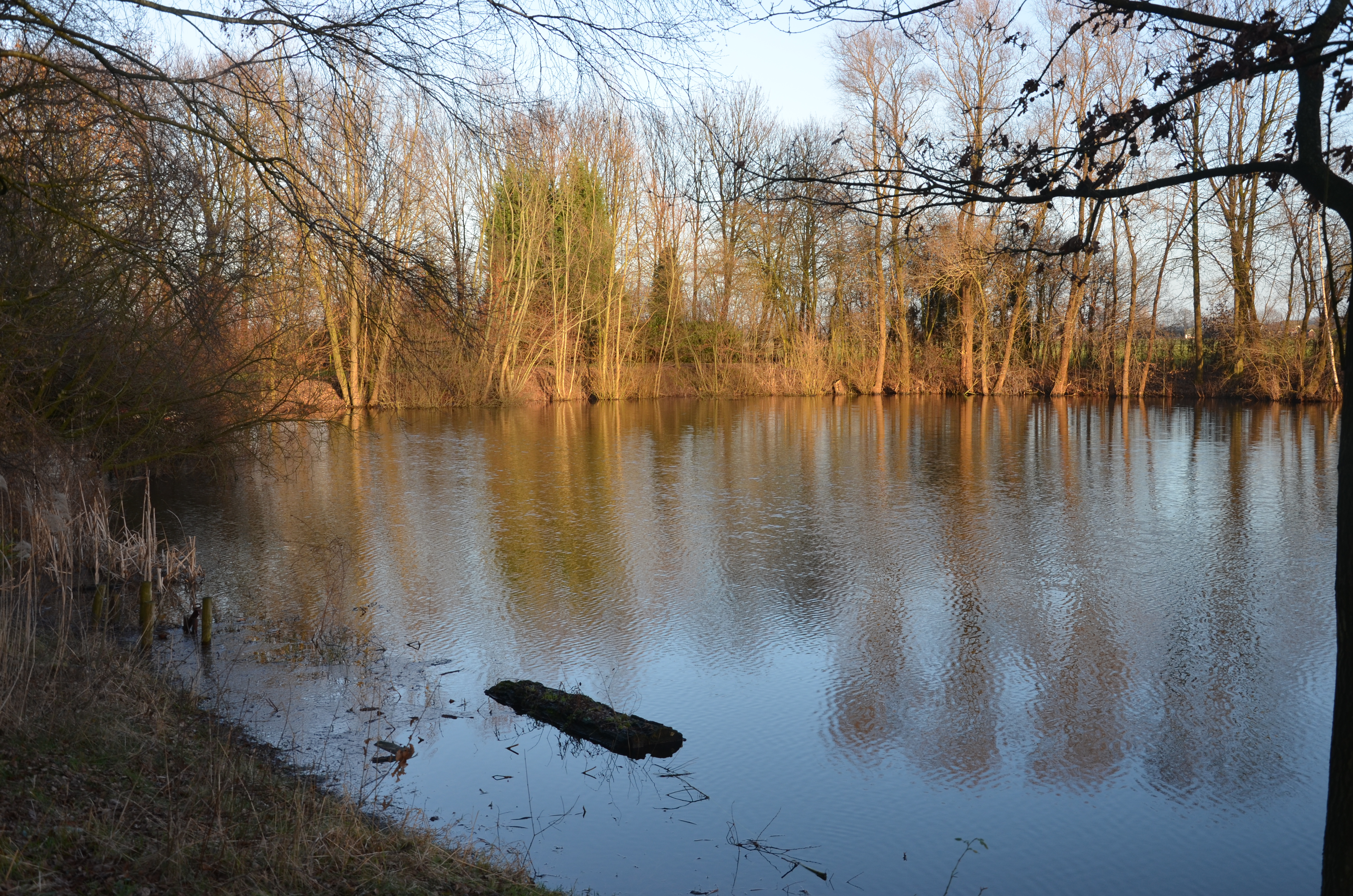 Vijver
